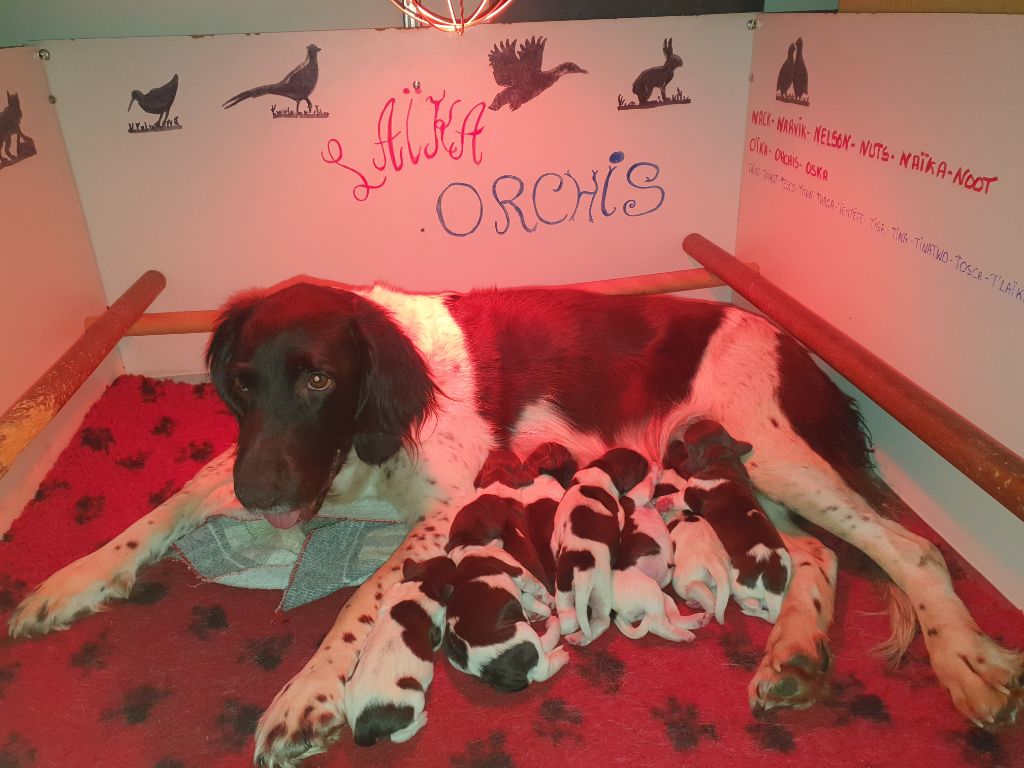 chiot Petit Epagneul de Münster Des Falaises Du Saint Eynard