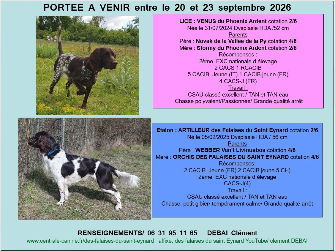 Une future portée à venir