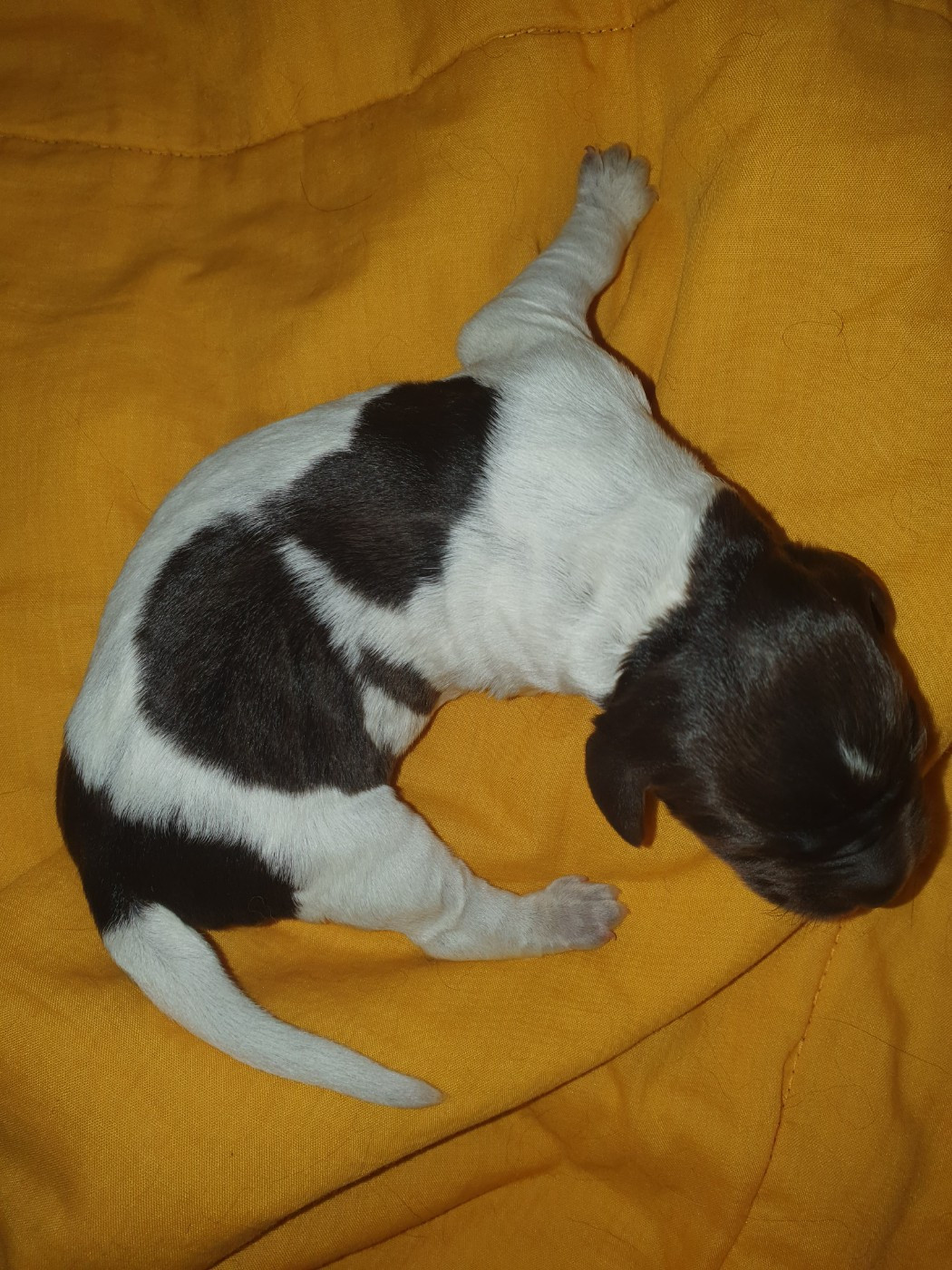 Des Falaises Du Saint Eynard - Chiots disponibles - Petit Epagneul de Münster