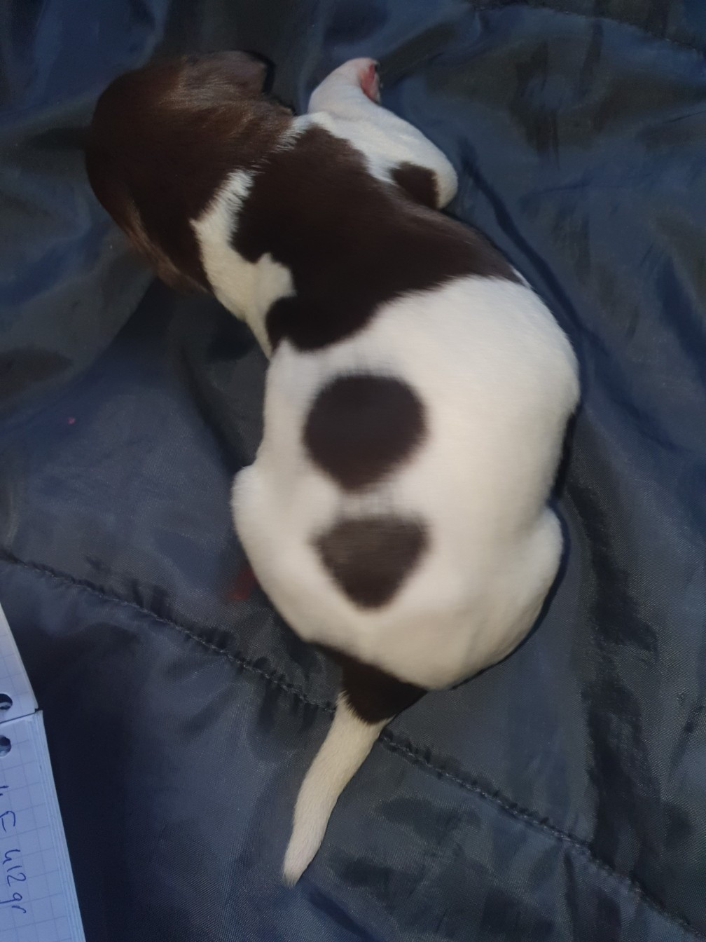 Des Falaises Du Saint Eynard - Chiots disponibles - Petit Epagneul de Münster