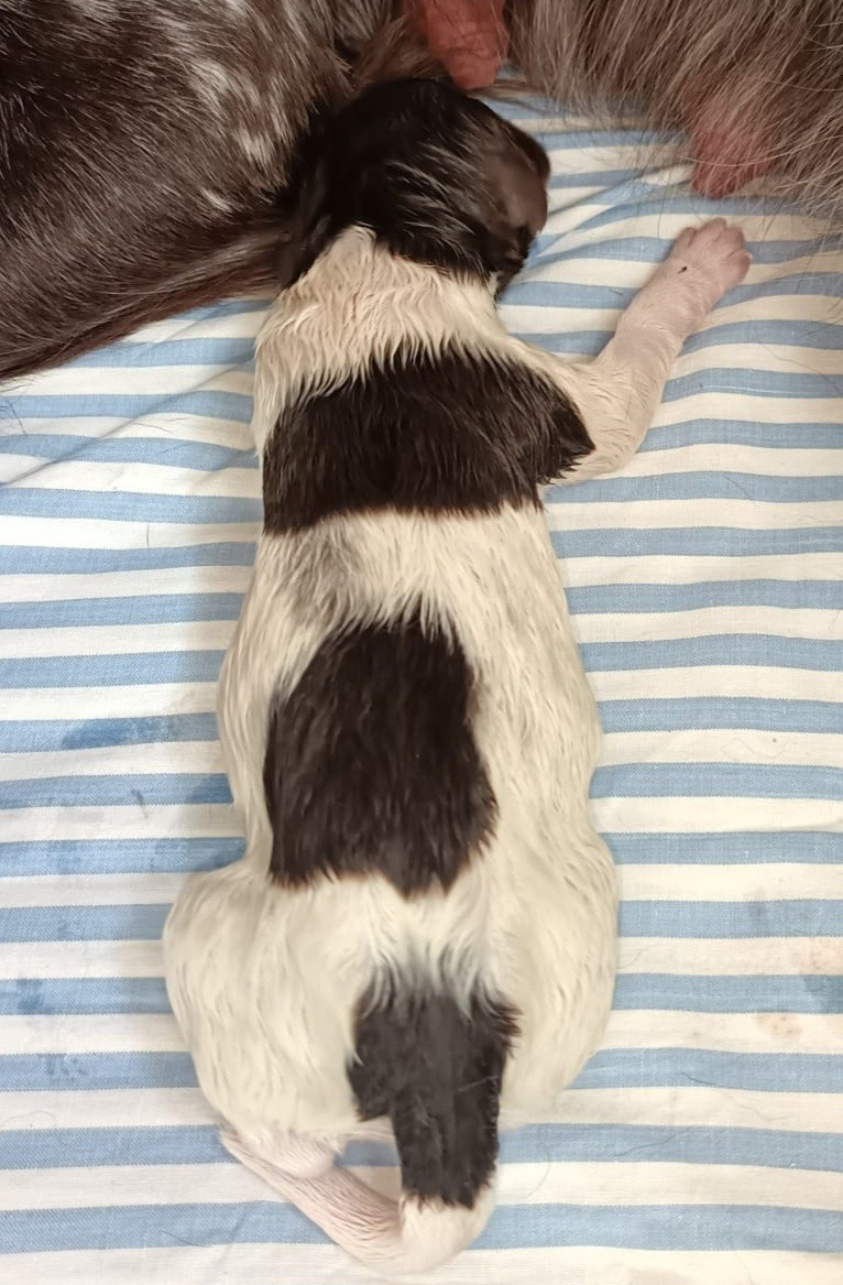Des Falaises Du Saint Eynard - Chiots disponibles - Petit Epagneul de Münster