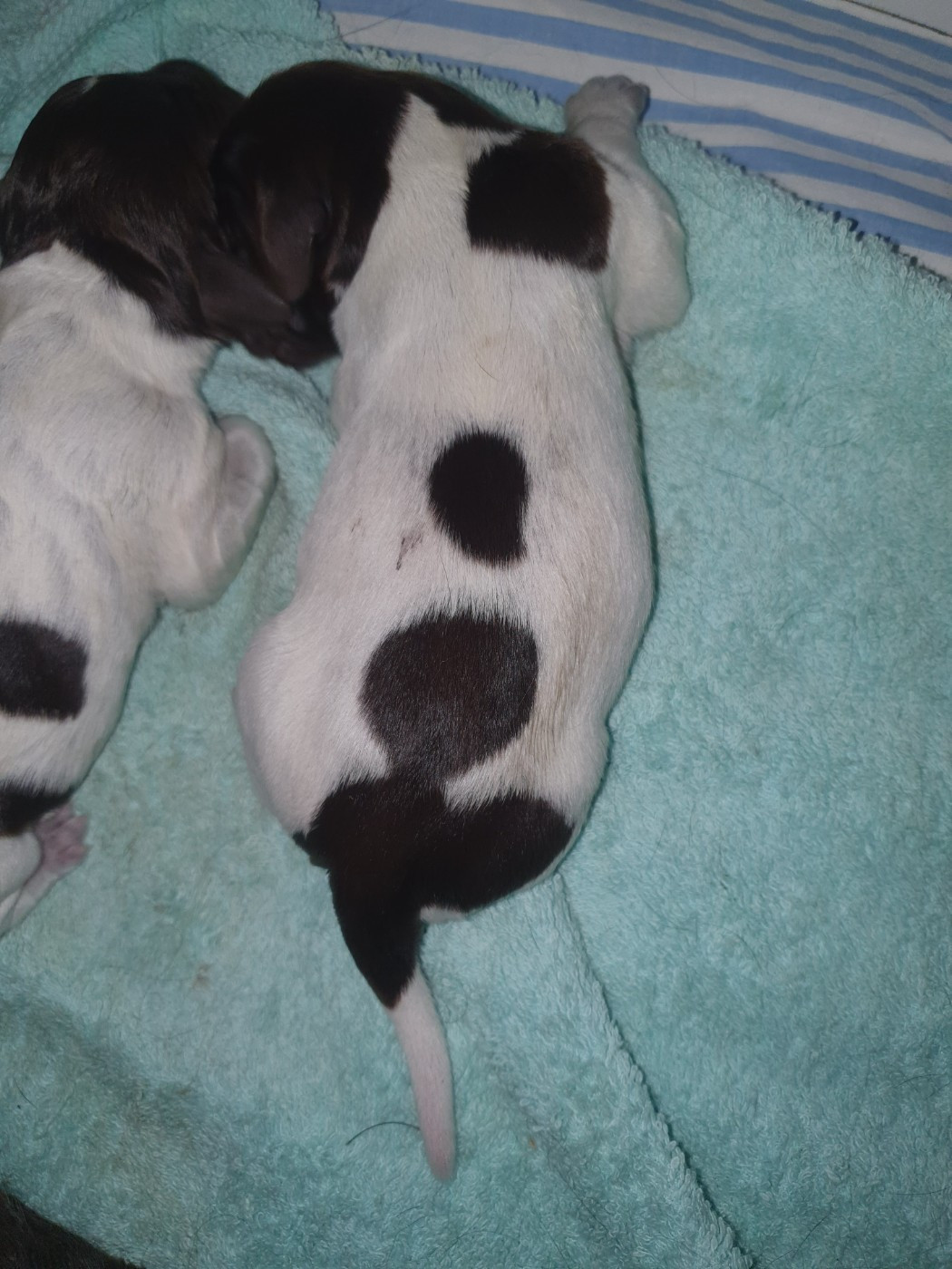 Des Falaises Du Saint Eynard - Chiots disponibles - Petit Epagneul de Münster