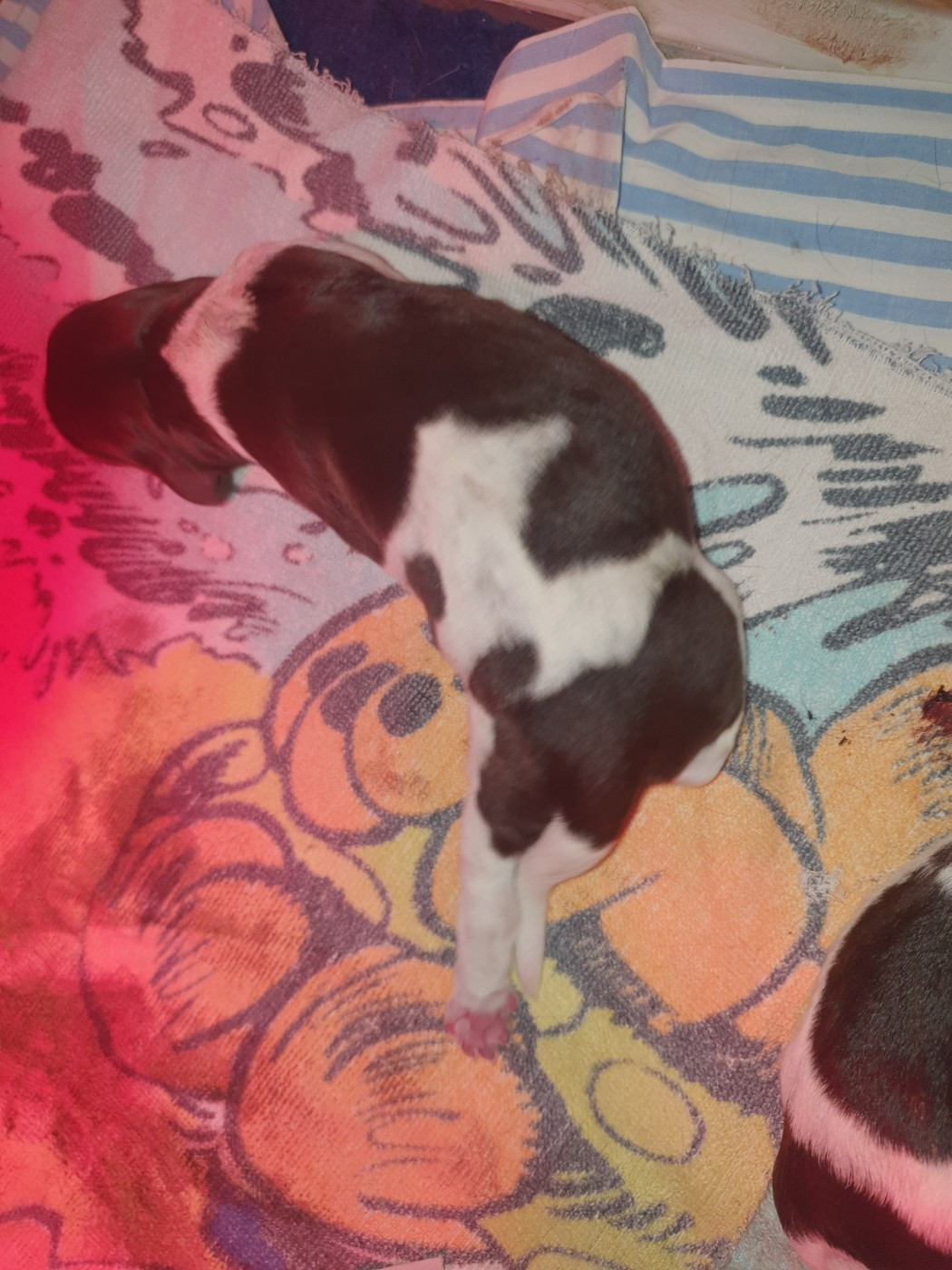 Des Falaises Du Saint Eynard - Chiots disponibles - Petit Epagneul de Münster