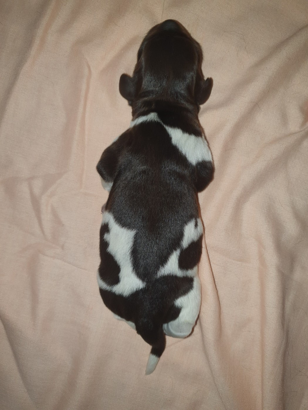 Des Falaises Du Saint Eynard - Chiots disponibles - Petit Epagneul de Münster