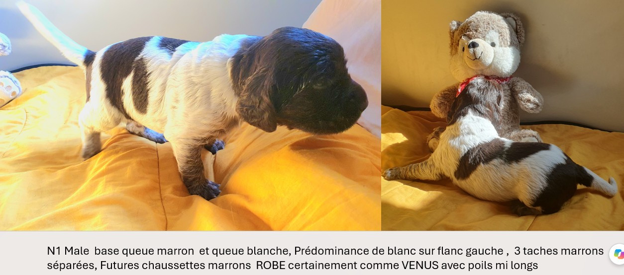 Des Falaises Du Saint Eynard - Chiots disponibles - Petit Epagneul de Münster