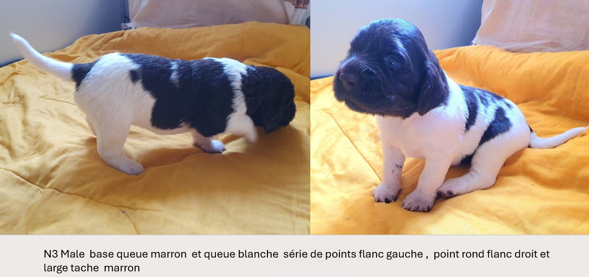 Des Falaises Du Saint Eynard - Chiots disponibles - Petit Epagneul de Münster