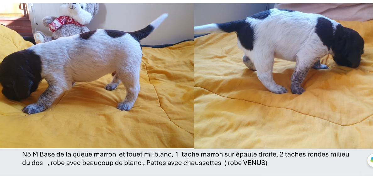 Des Falaises Du Saint Eynard - Chiots disponibles - Petit Epagneul de Münster