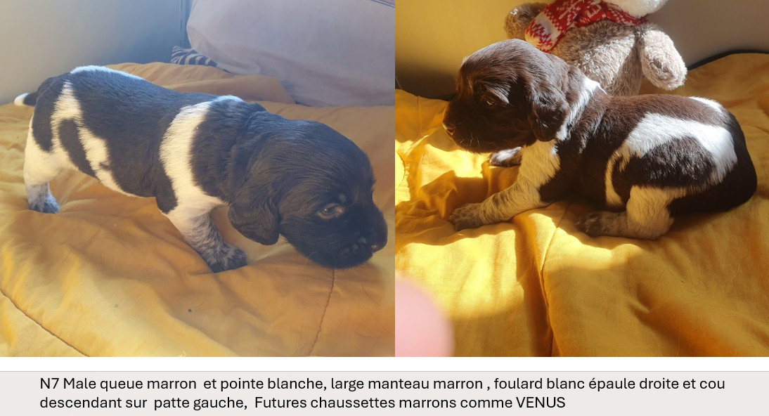 Des Falaises Du Saint Eynard - Chiots disponibles - Petit Epagneul de Münster