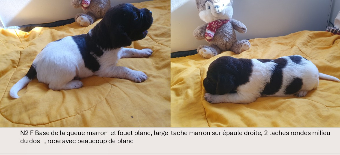 Des Falaises Du Saint Eynard - Chiots disponibles - Petit Epagneul de Münster
