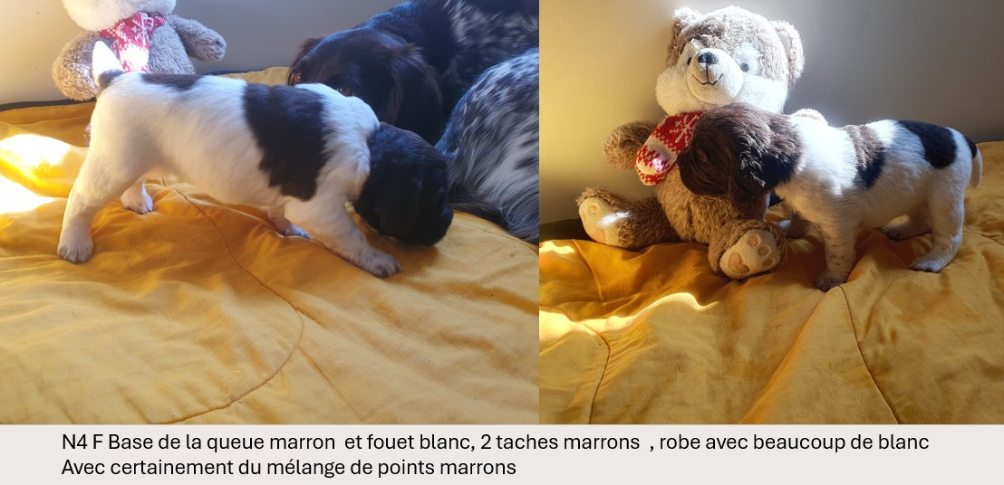 Des Falaises Du Saint Eynard - Chiots disponibles - Petit Epagneul de Münster