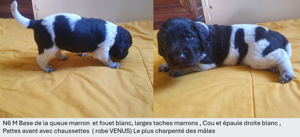 Des Falaises Du Saint Eynard - Chiots disponibles - Petit Epagneul de Münster