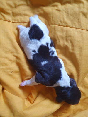CHIOT 3