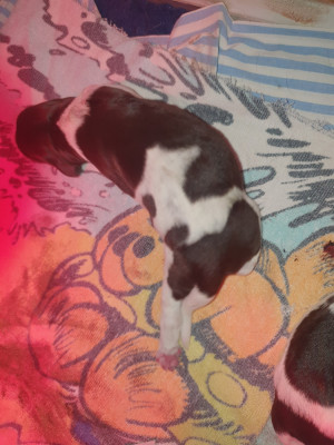 CHIOT 6